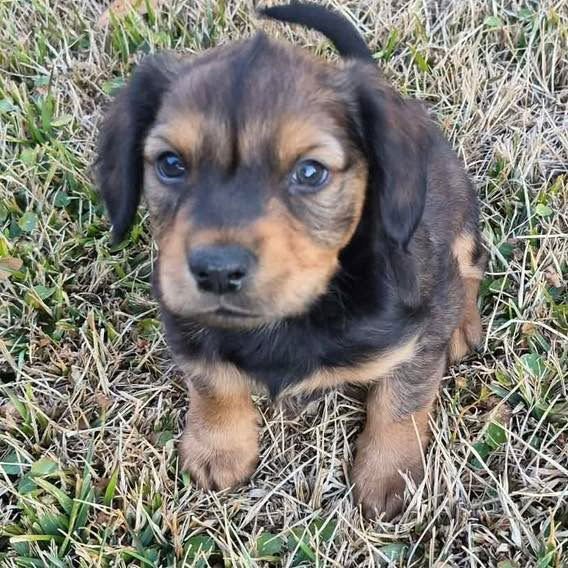 PERRY - Spaniel / Labrador Retriever available for adoption