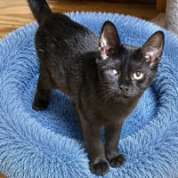 Dak - Photo 1