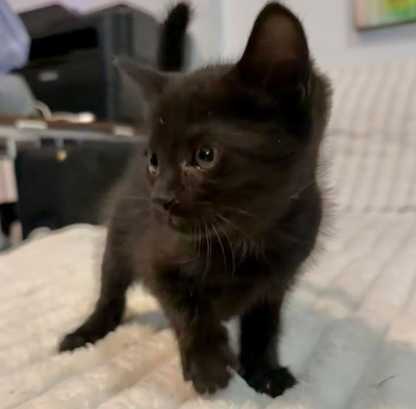 TOOTLES - Domestic Short Hair available for adoption