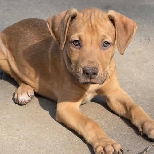 MURPHY - Labrador Retriever available for adoption