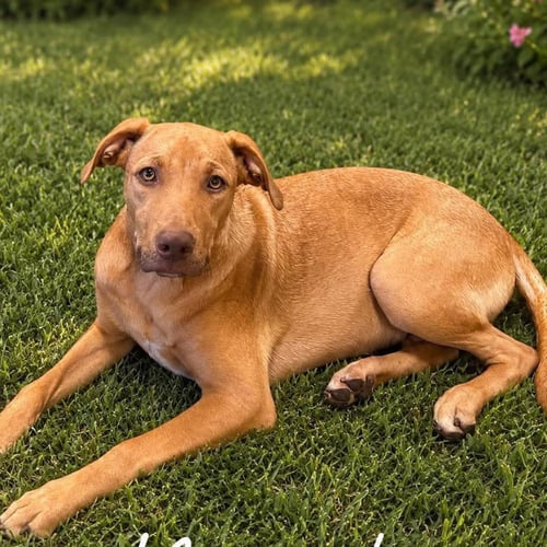 MURPHY - Labrador Retriever available for adoption