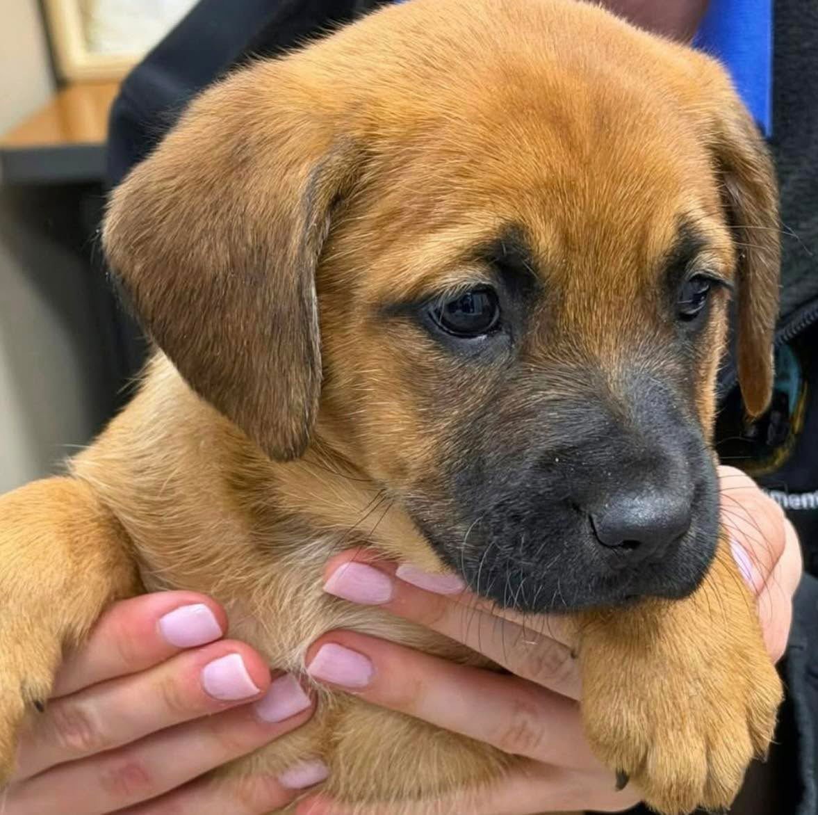 WINNIE - Saint Bernard / Shepherd available for adoption