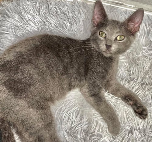 BLUE - Domestic Short Hair available for adoption