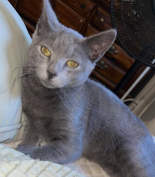 BLUE - Domestic Short Hair available for adoption