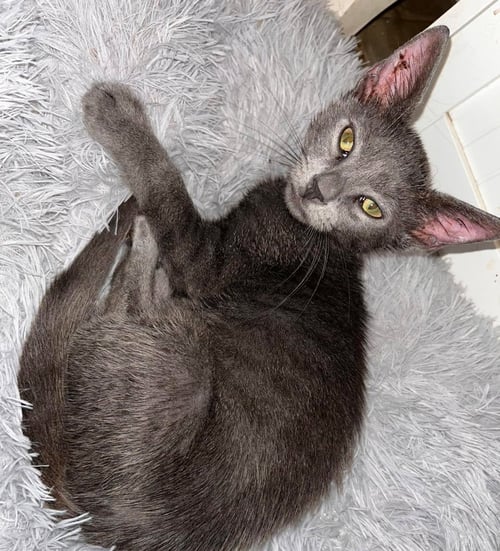 BLUE - Domestic Short Hair available for adoption