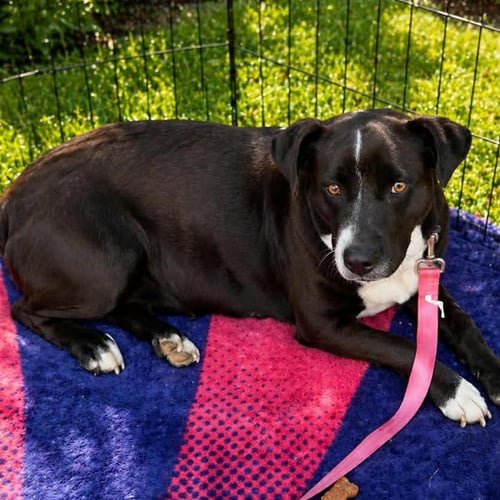 CLARA - Labrador Retriever available for adoption