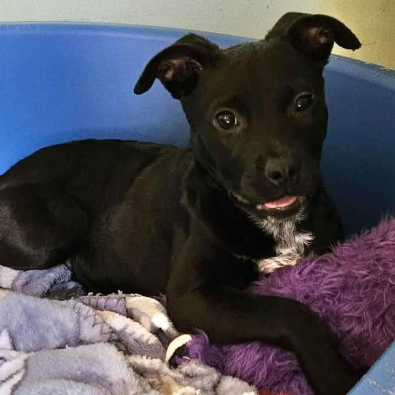 KATIE - Black Labrador Retriever available for adoption