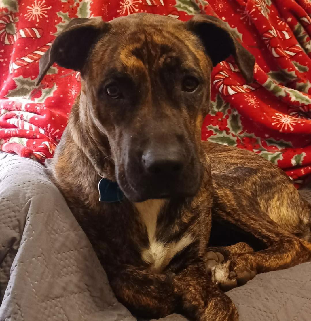 FANCY - Plott Hound available for adoption