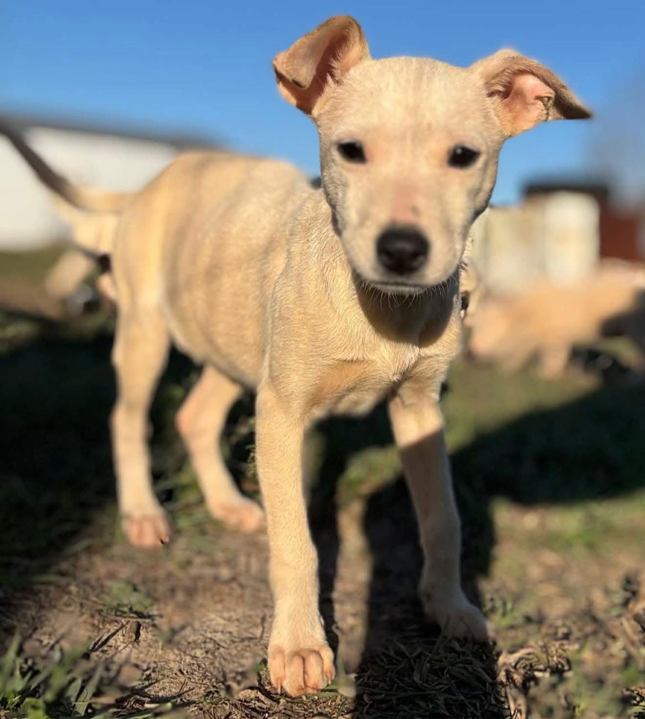 YAPPY - Jack Russell Terrier / Terrier available for adoption