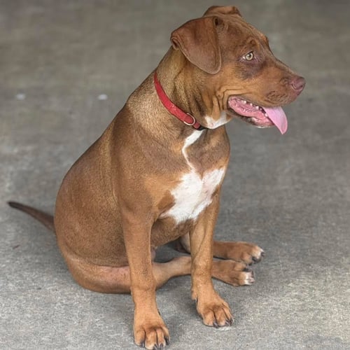 MILLIE - Black Mouth Cur available for adoption