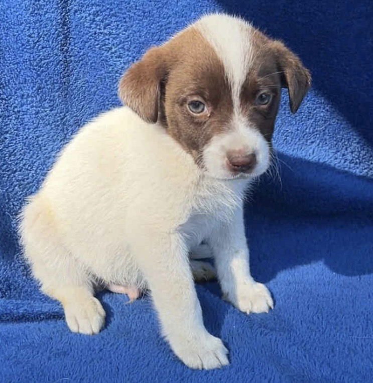 SAGE - Australian Cattle Dog/Blue Heeler / Black Labrador Retriever available for adoption