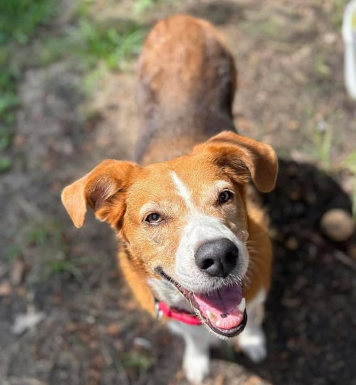 SWEETIE - Terrier / Corgi available for adoption