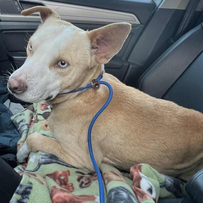 Rocco Image