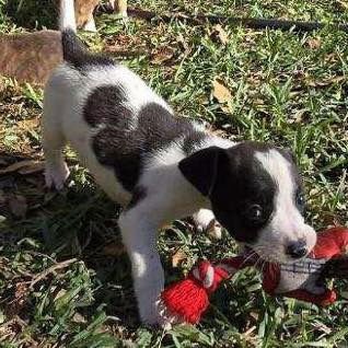 HOWIE - Terrier available for adoption