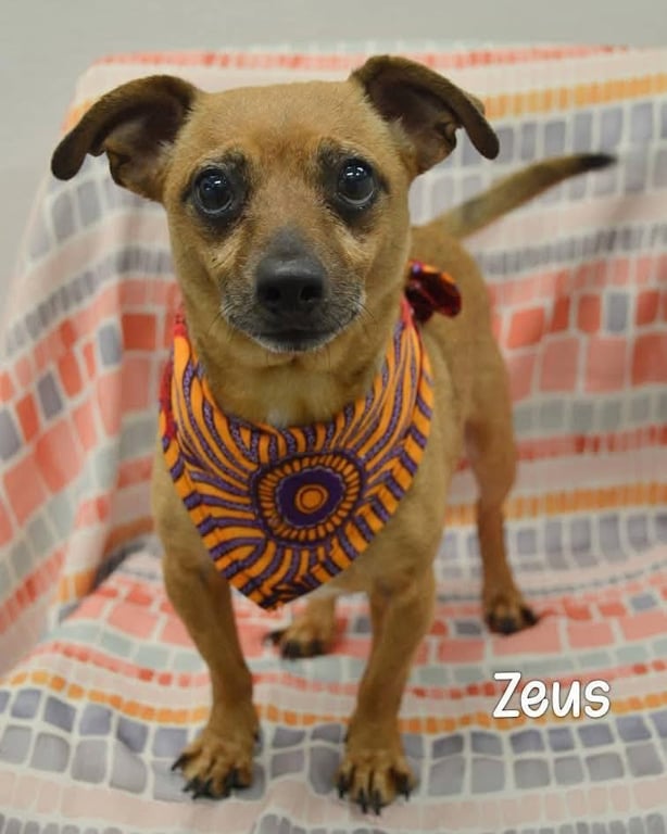 Zeus Image