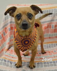 Zeus - Photo 1