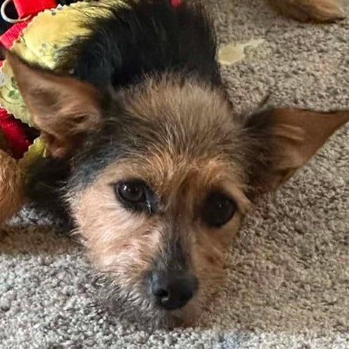 BEA - Yorkshire Terrier Yorkie available for adoption