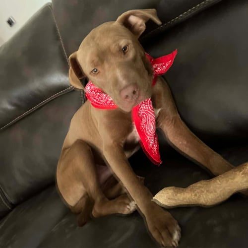 ACER - American Bulldog / Catahoula Leopard Dog available for adoption