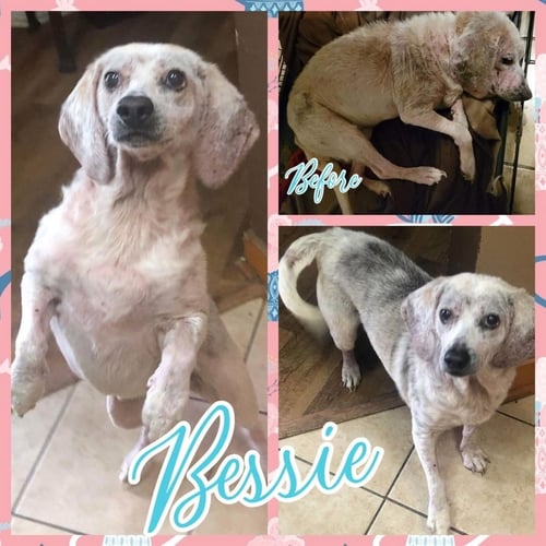 BESSIE - Beagle available for adoption