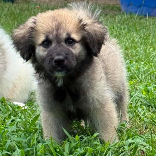 WINNIE - Great Pyrenees available for adoption