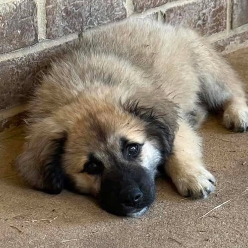 WINNIE - Great Pyrenees available for adoption