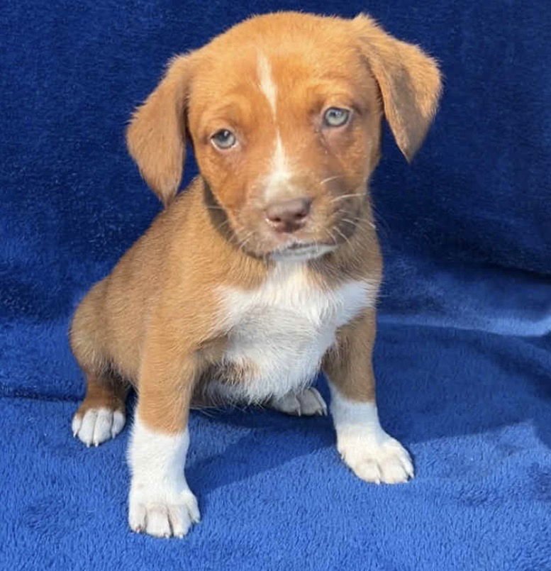 SANDIE - Australian Cattle Dog/Blue Heeler / Black Labrador Retriever available for adoption