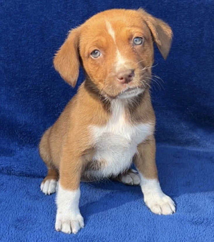 SANDIE - Australian Cattle Dog/Blue Heeler / Black Labrador Retriever available for adoption