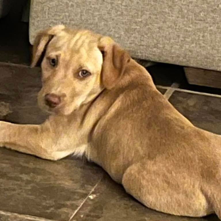 BOOMER - Labrador Retriever available for adoption