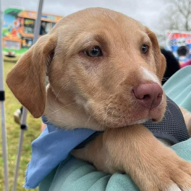 BOOMER - Labrador Retriever available for adoption