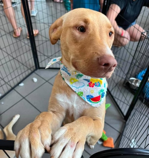 BOOMER - Labrador Retriever available for adoption