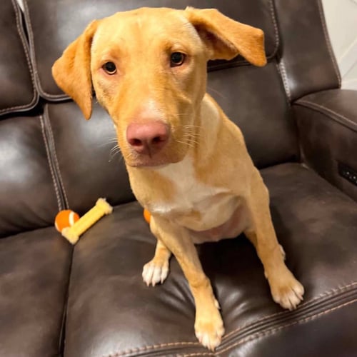 BOOMER - Labrador Retriever available for adoption