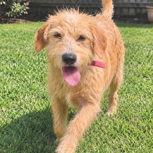 DOOBIE - Golden Retriever / Poodle (Miniature) available for adoption