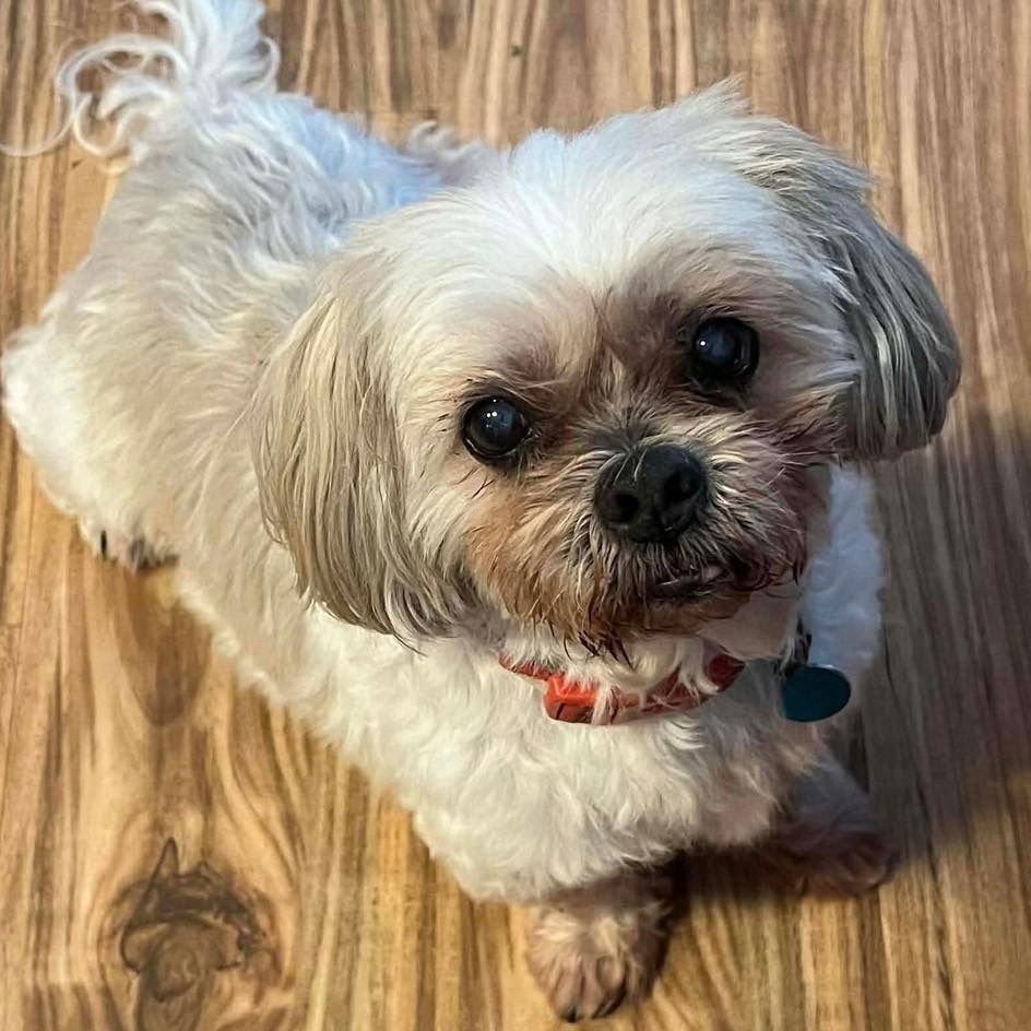 TEDDY - Shih Tzu available for adoption