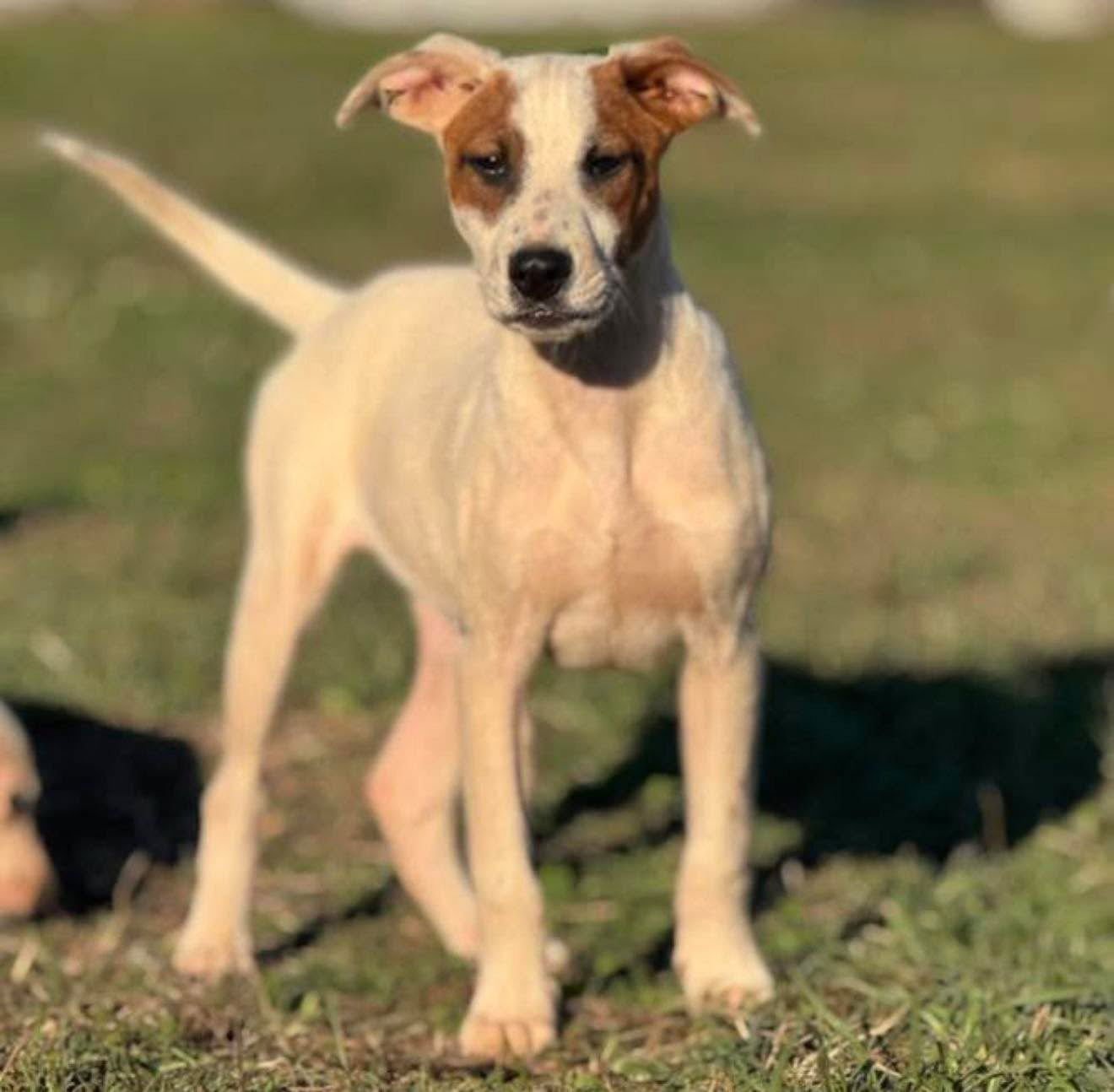 BANDIT - Australian Cattle Dog/Blue Heeler / Terrier available for adoption