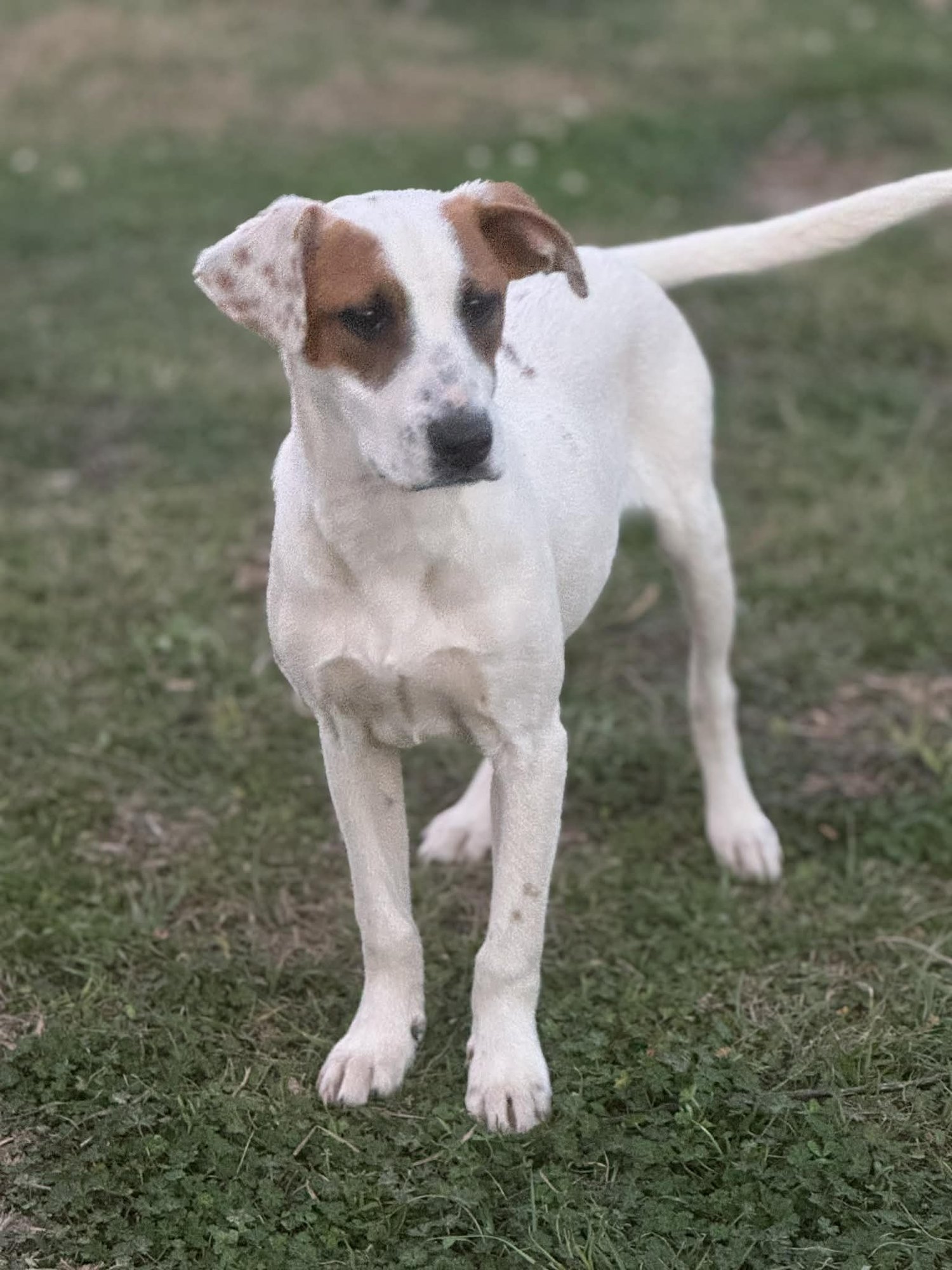 BANDIT - Australian Cattle Dog/Blue Heeler / Terrier available for adoption