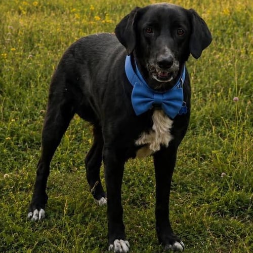 NIC - Labrador Retriever available for adoption