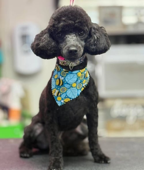 TUCKER - Poodle (Toy) available for adoption