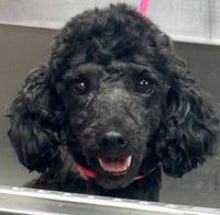 Tucker - Photo 3