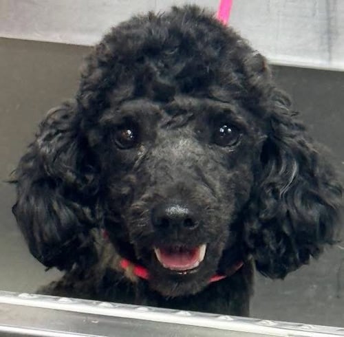 TUCKER - Poodle (Toy) available for adoption
