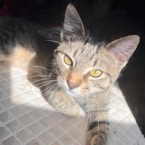 OLIVER - Domestic Short Hair available for adoption