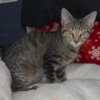 Oliver - Photo 1