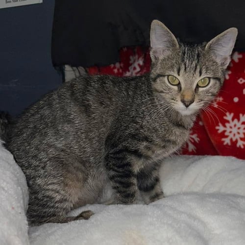 OLIVER - Domestic Short Hair available for adoption