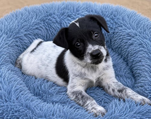LEO - Golden Retriever / Poodle (Standard) available for adoption