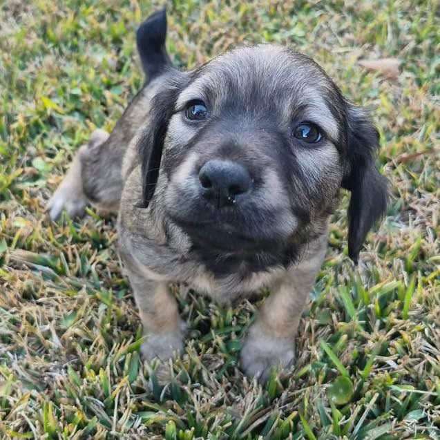 POPPY - Spaniel / Labrador Retriever available for adoption