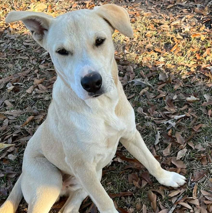 BURDY - Labrador Retriever available for adoption
