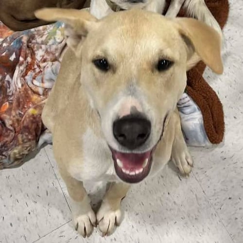 BURDY - Labrador Retriever available for adoption