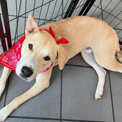 BURDY - Labrador Retriever available for adoption