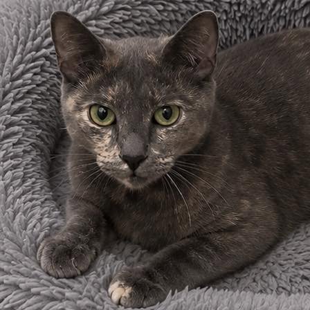 TALI - Domestic Short Hair available for adoption