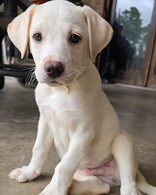 MAX - Labrador Retriever available for adoption