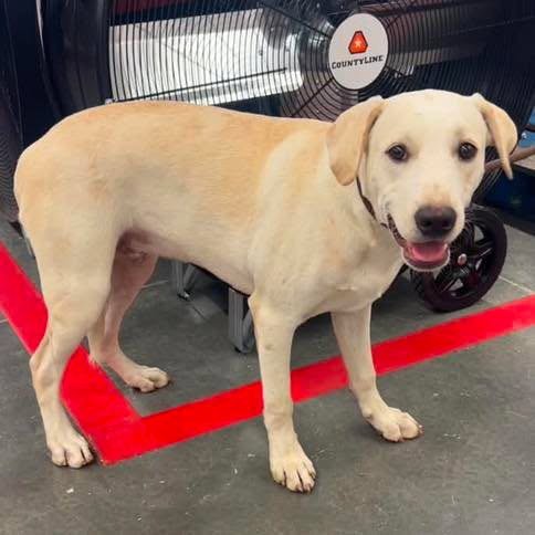 MAX - Labrador Retriever available for adoption